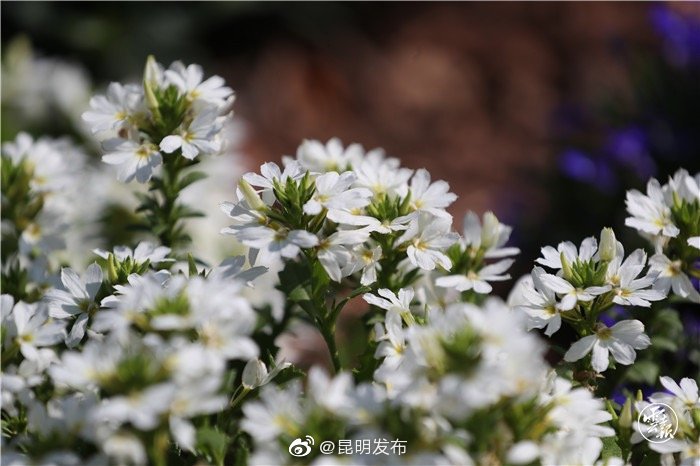 “昆明发布”微博