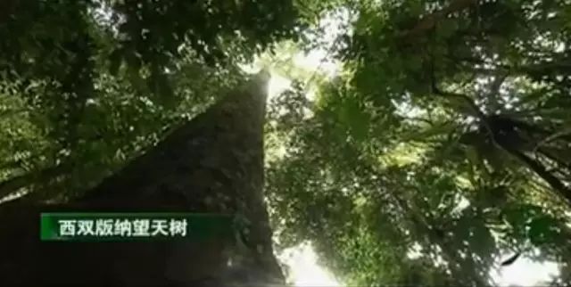 西双版纳望天树景区