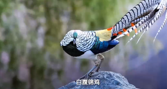 云南广播电视台(微信)