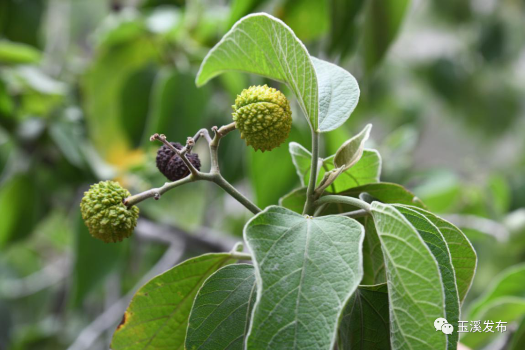 玉溪发布(微信)