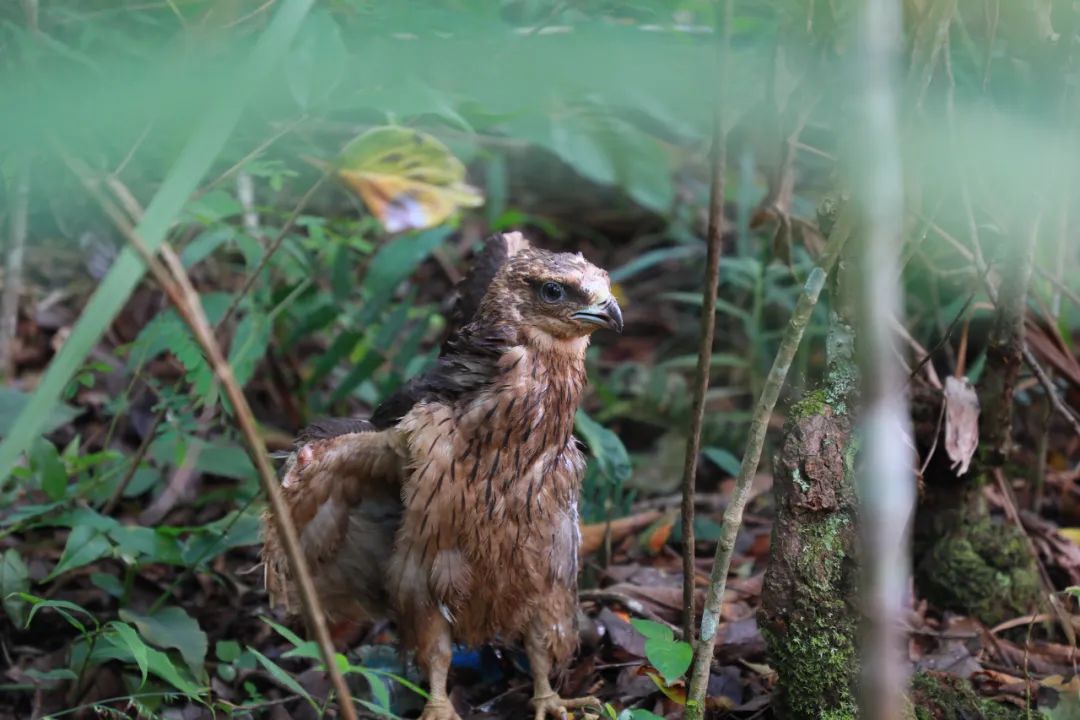 普洱日报(微信)