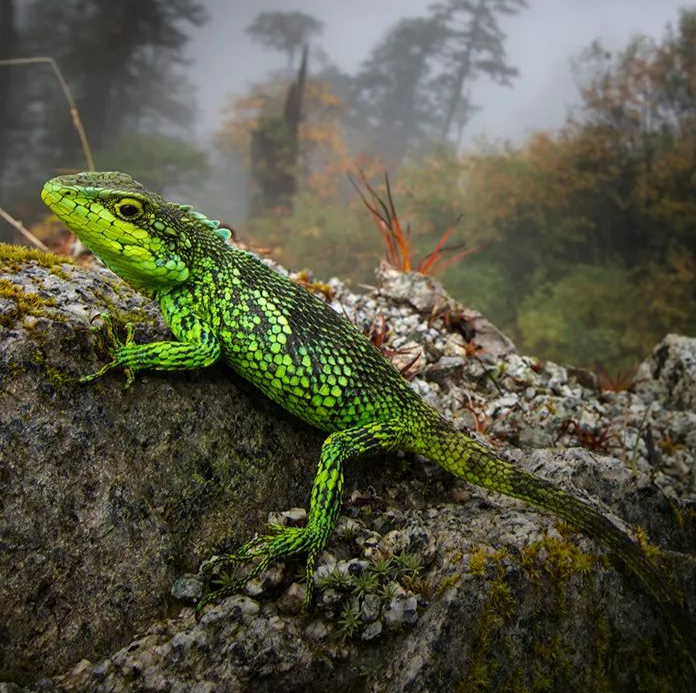 云南广播电视台(微信)