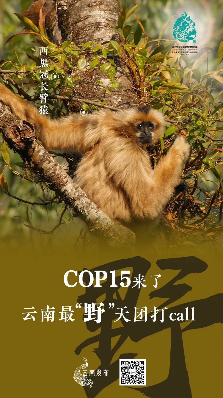 玉溪发布(微信)