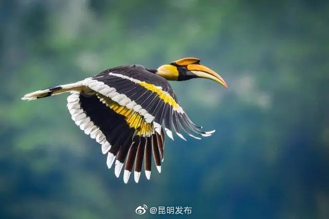 “昆明发布”微博
