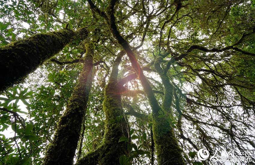 “云南发布”微博