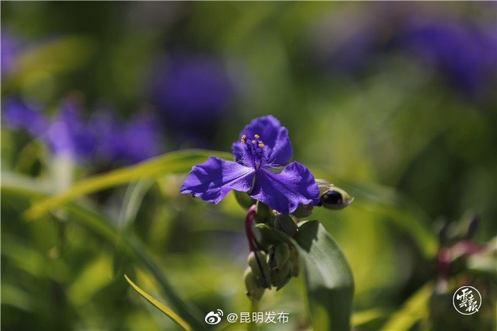 “昆明发布”微博