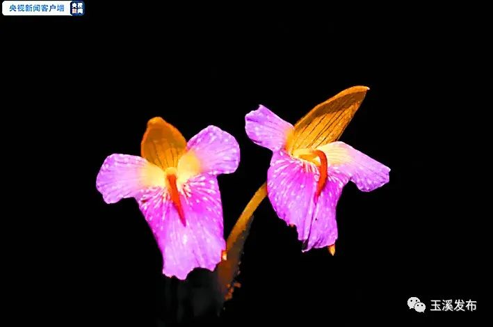 玉溪发布(微信)