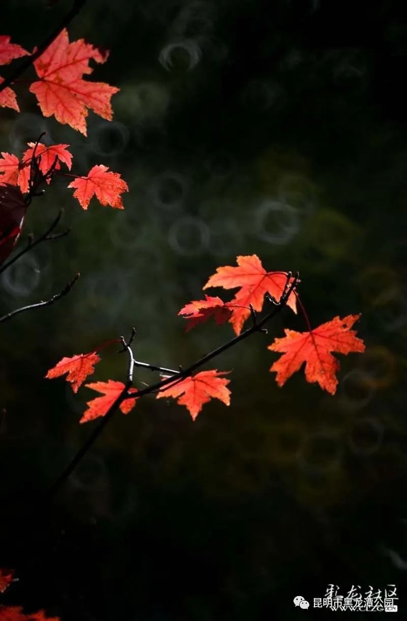 昆明市黑龙潭公园