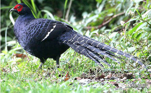 云南广播电视台(微信)