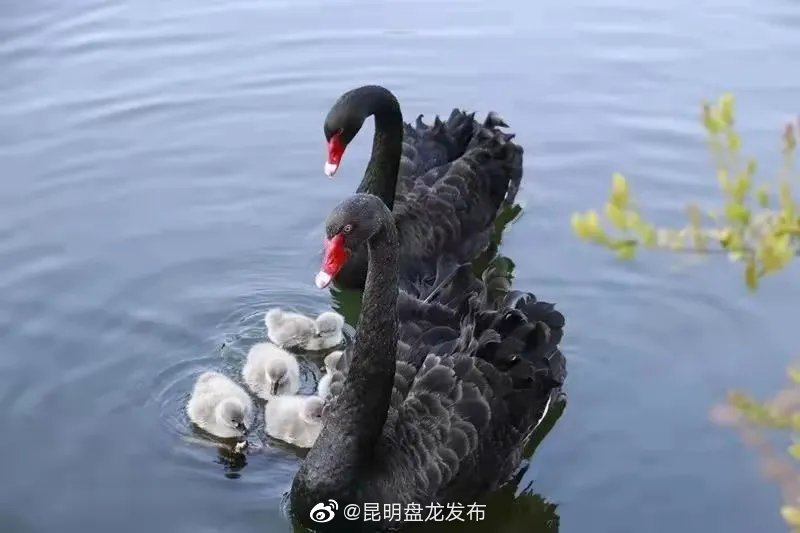 昆明盘龙发布
