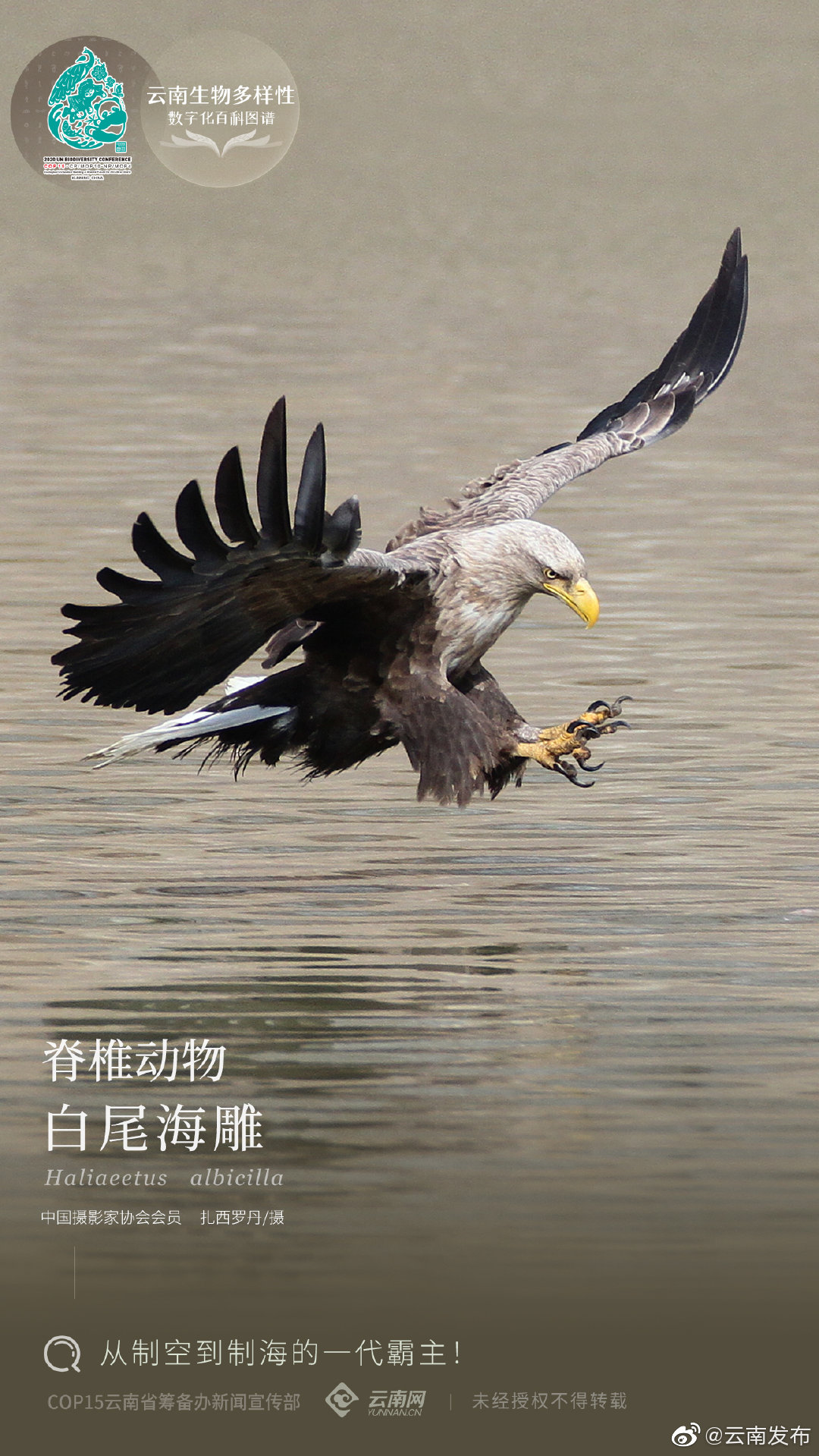 云南生物多样性数字化百科图谱 | 白尾海雕：从制空到制海的一代霸主！