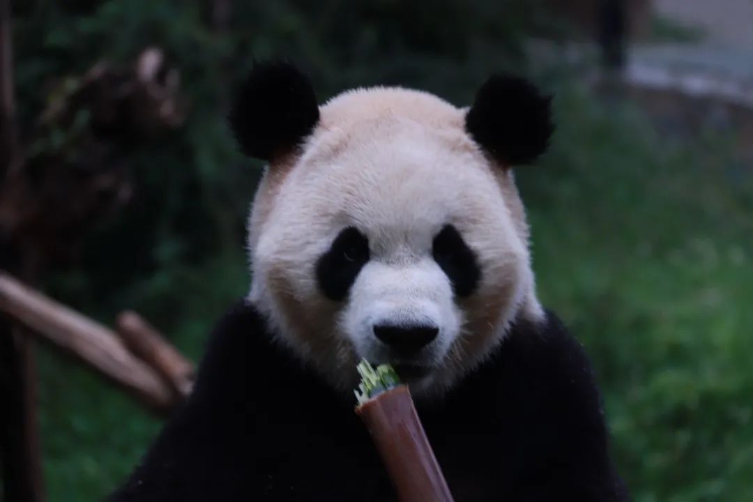 云南野生动物园(微信)