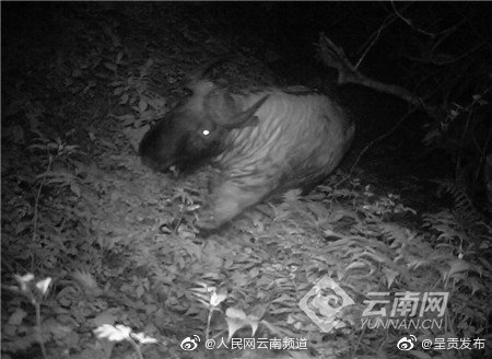 填补影像空白！高黎贡山隆阳境内首次拍摄到羚牛