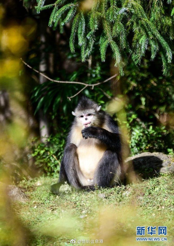 昆明信息港微博