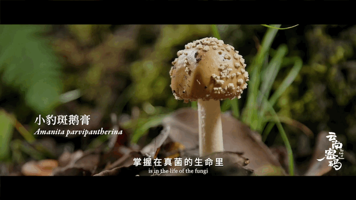 玉溪发布(微信)