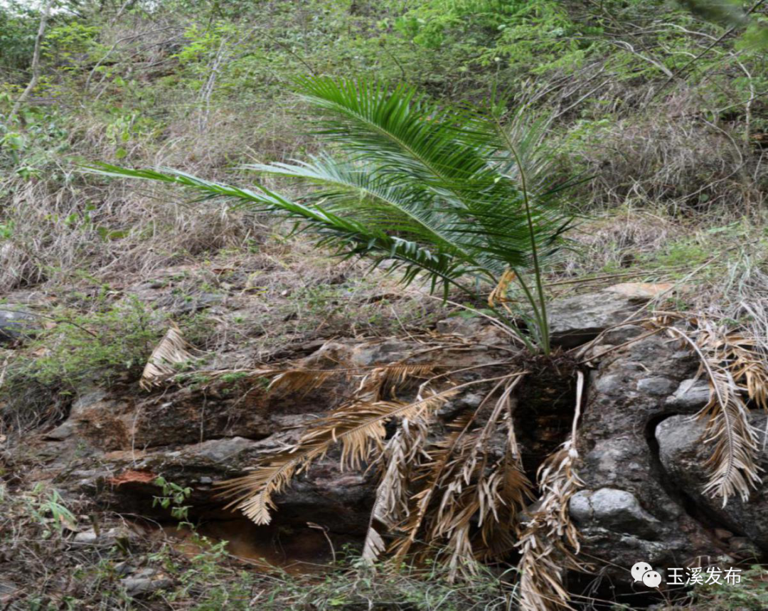 玉溪发布(微信)