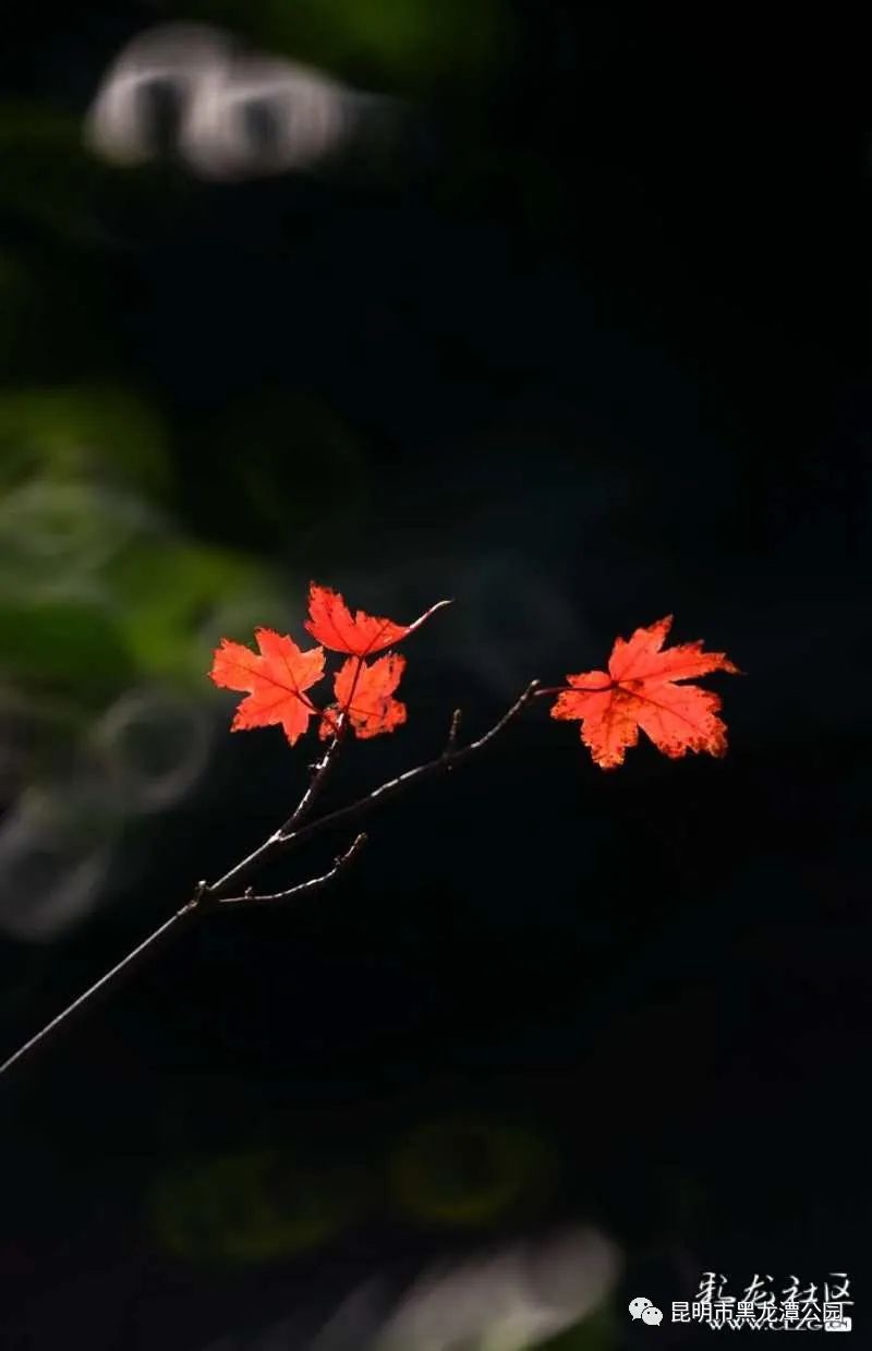 昆明市黑龙潭公园