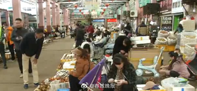 云南鸡枞降至100元每公斤 再不吃就等明年了