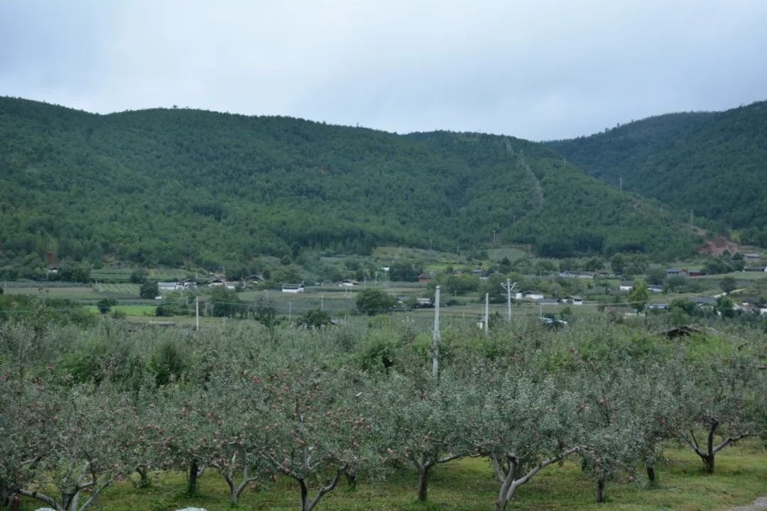 丽江日报(微信)