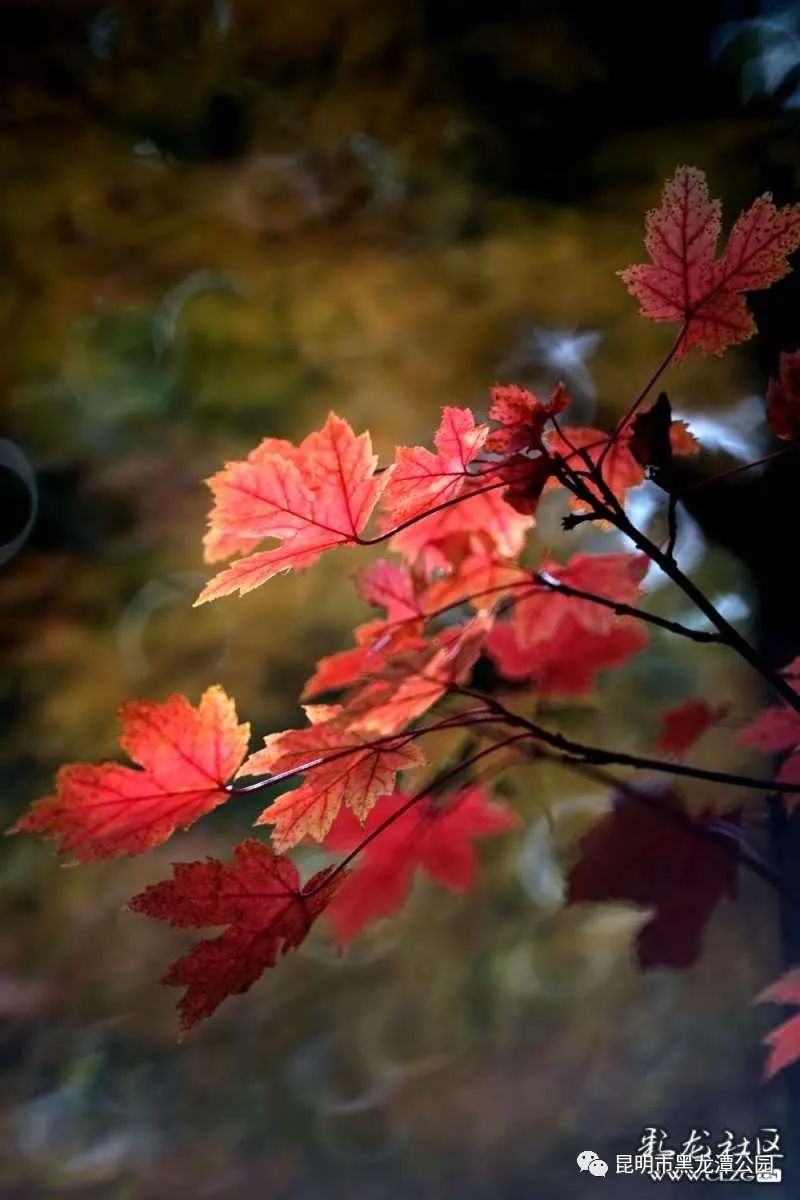 昆明市黑龙潭公园