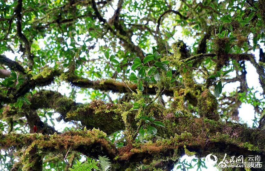 “云南发布”微博