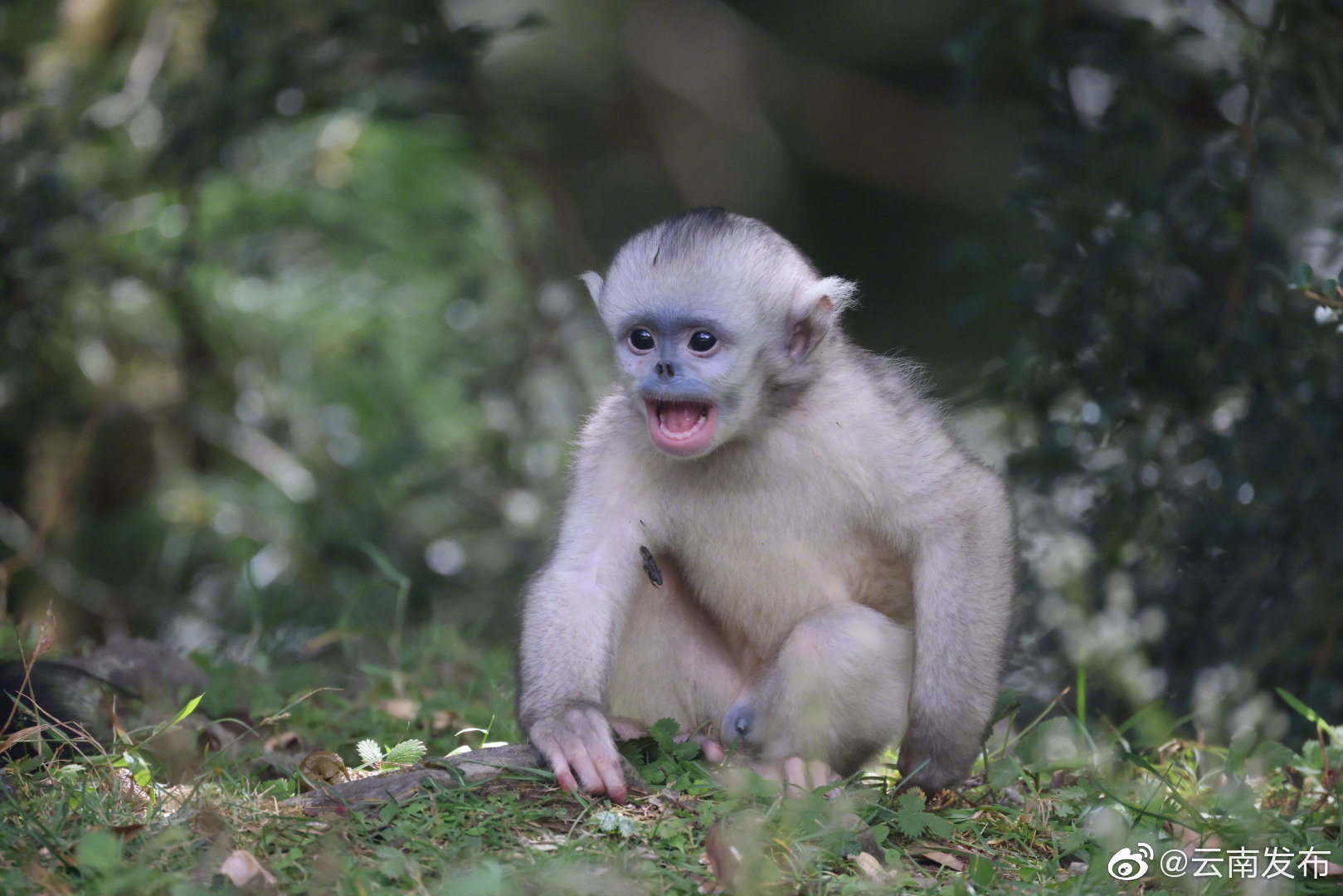 “云南发布”微博