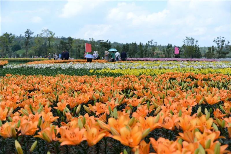 红河文旅(微信)