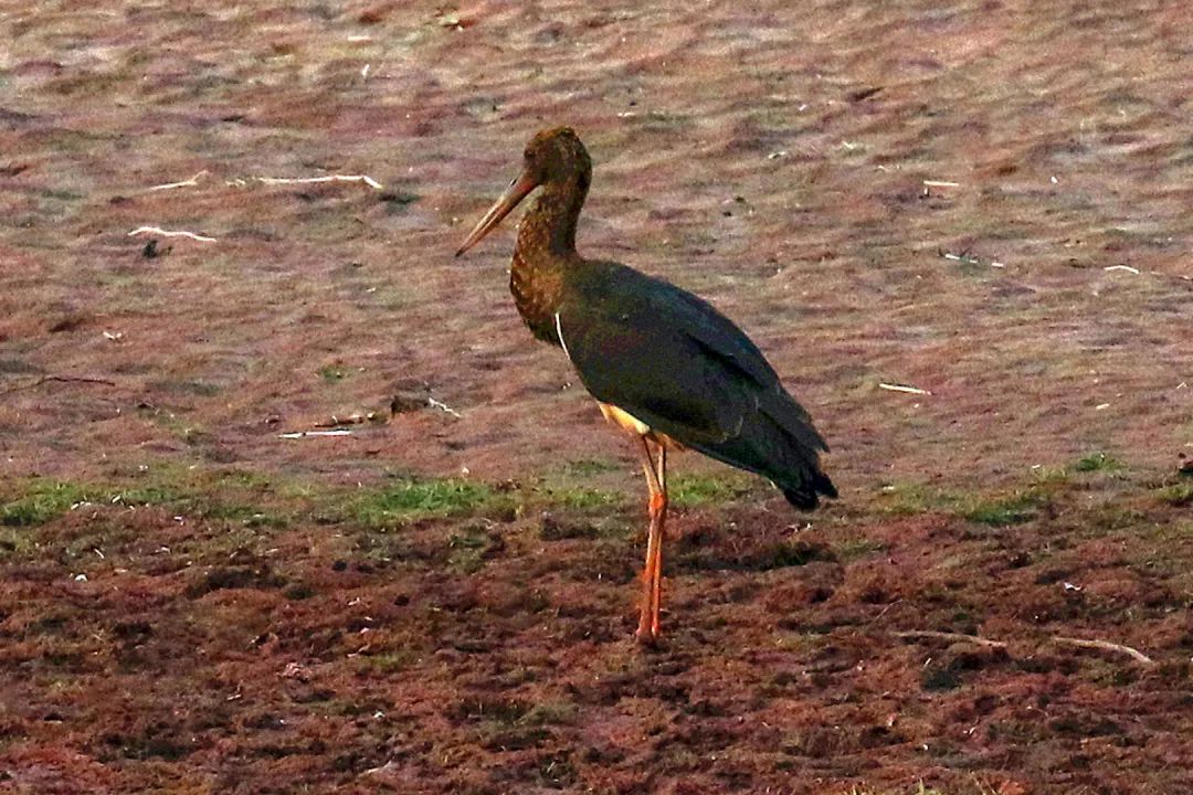 云南广播电视台(微信)