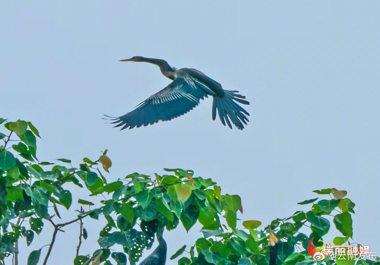 “云南发布”微博