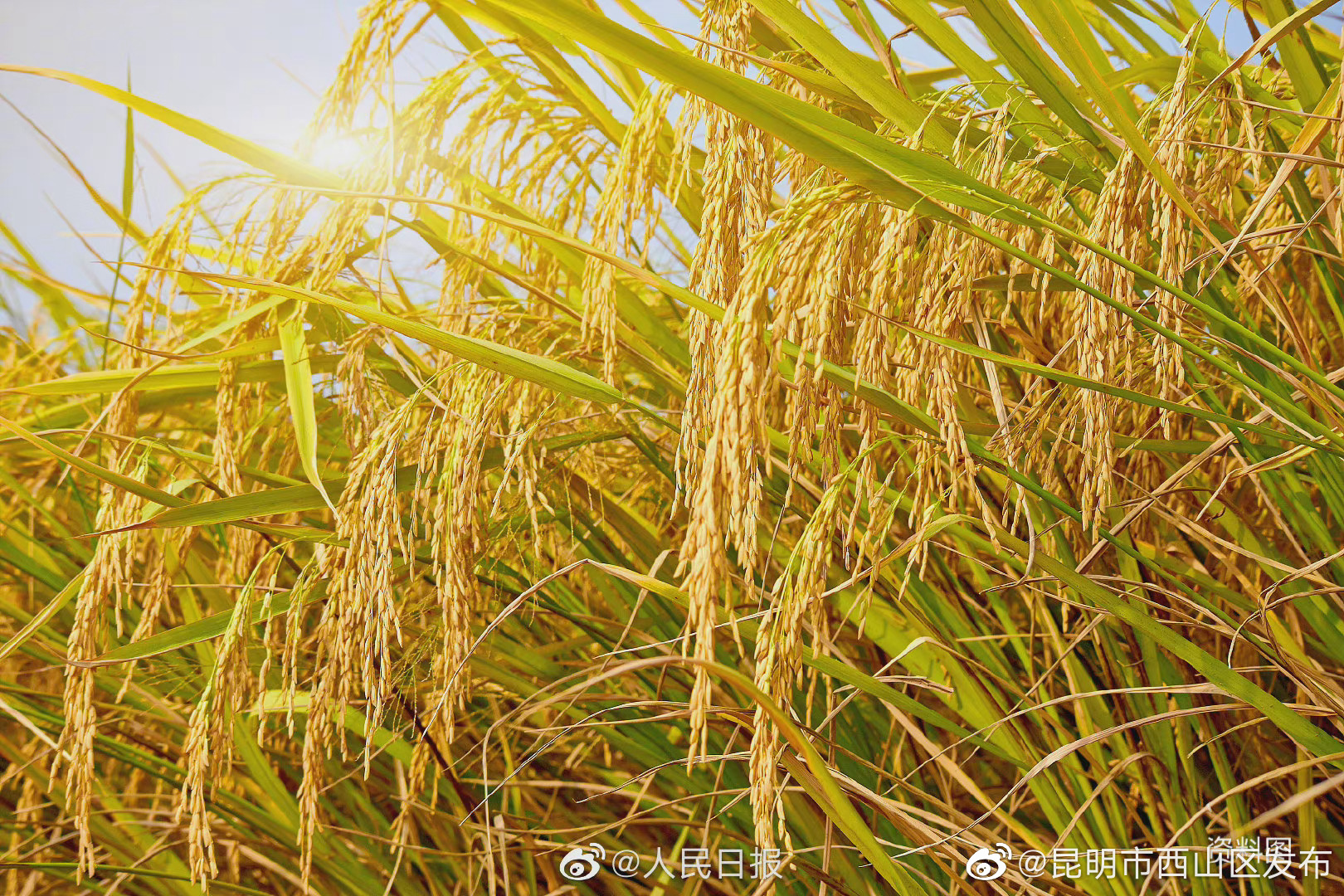 亩产1326.77公斤！我国水稻种植单产再创世界新纪录