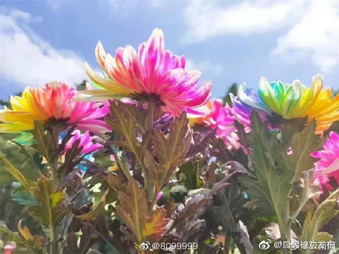 昆明禄劝发布