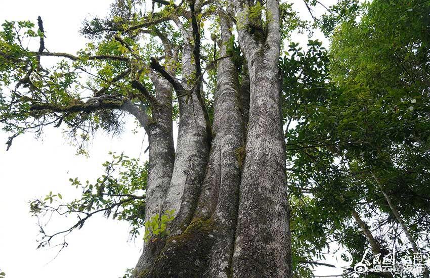 “云南发布”微博