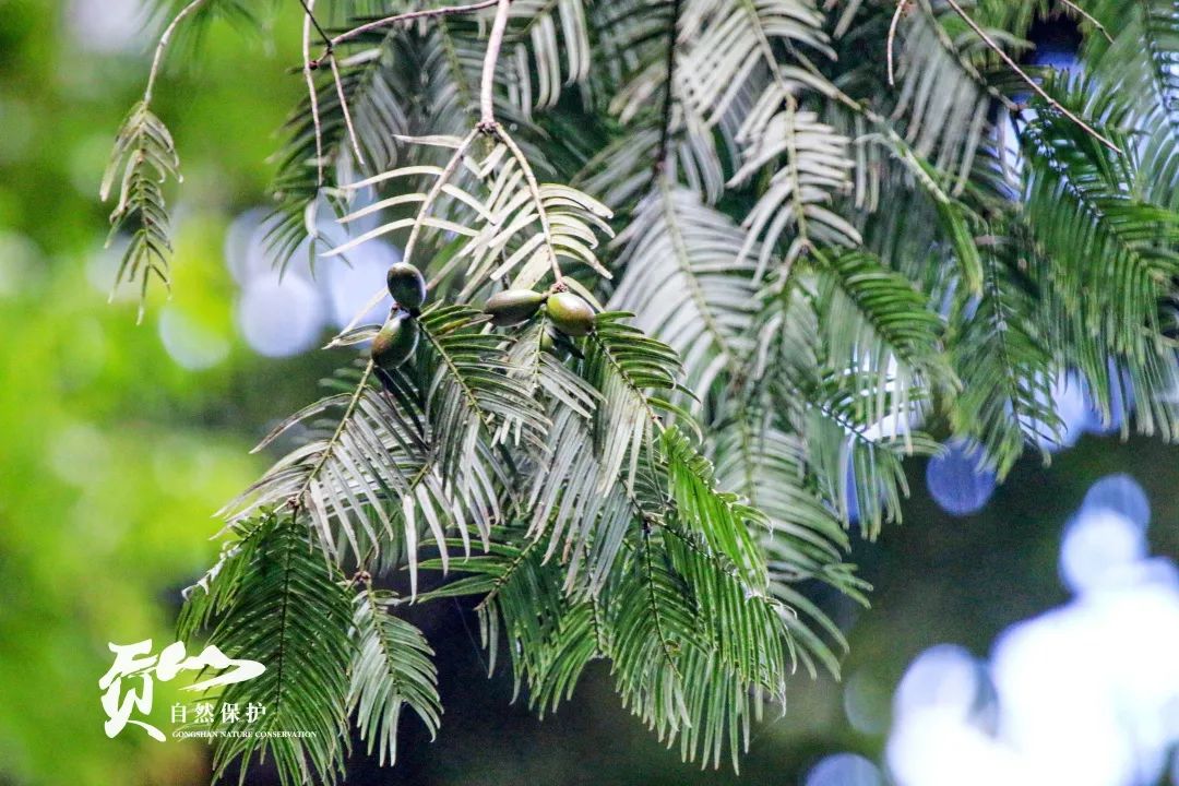 云南广播电视台(微信)