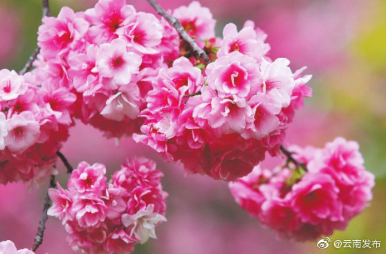 “云南发布”微博