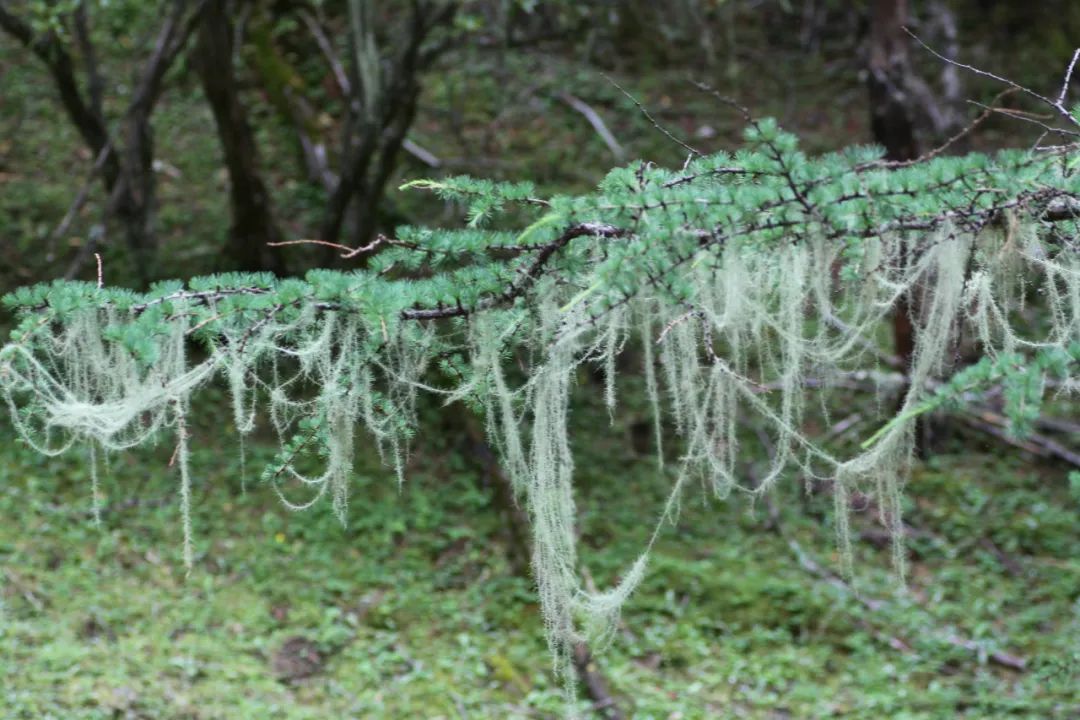 丽江日报(微信)