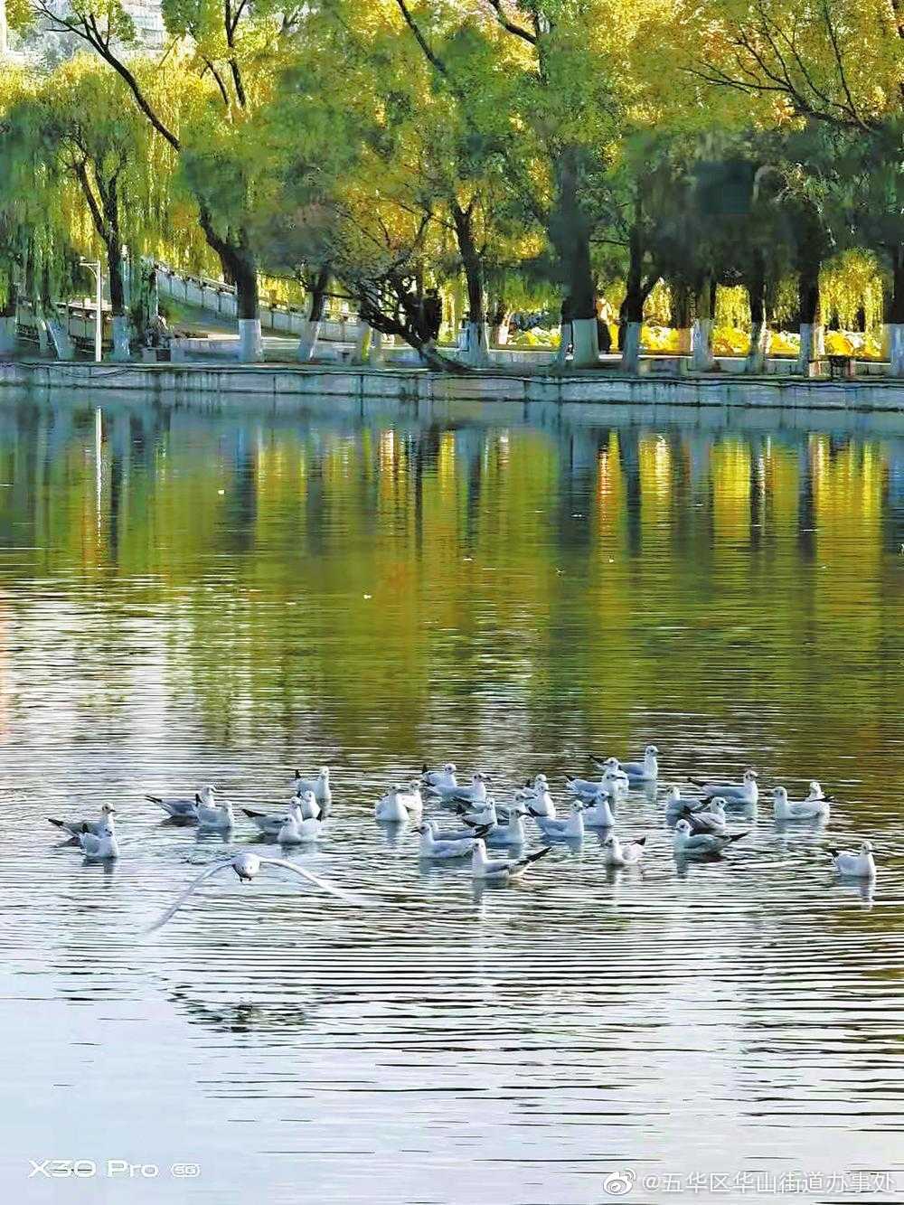 进城了！200多只红嘴鸥抵达昆明翠湖公园
