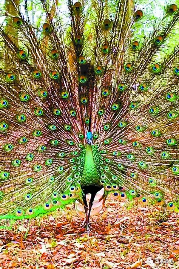 玉溪发布(微信)