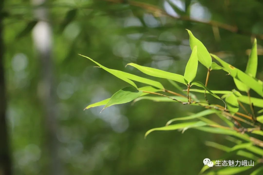 玉溪发布(微信)