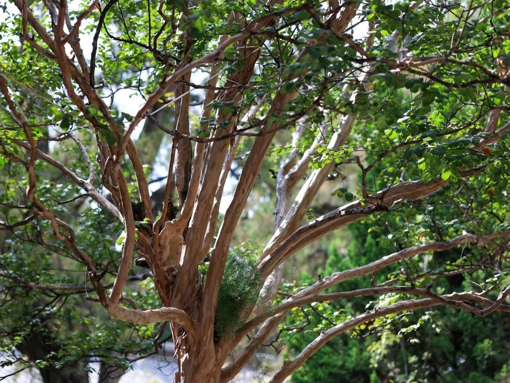 红河文旅(微信)