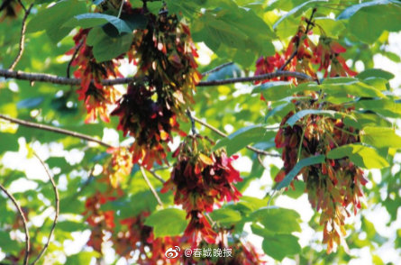 大理州：漾濞槭重生 苍洱日日新