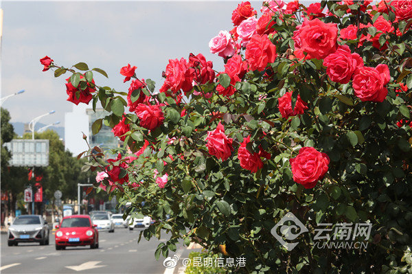 昆明信息港微博