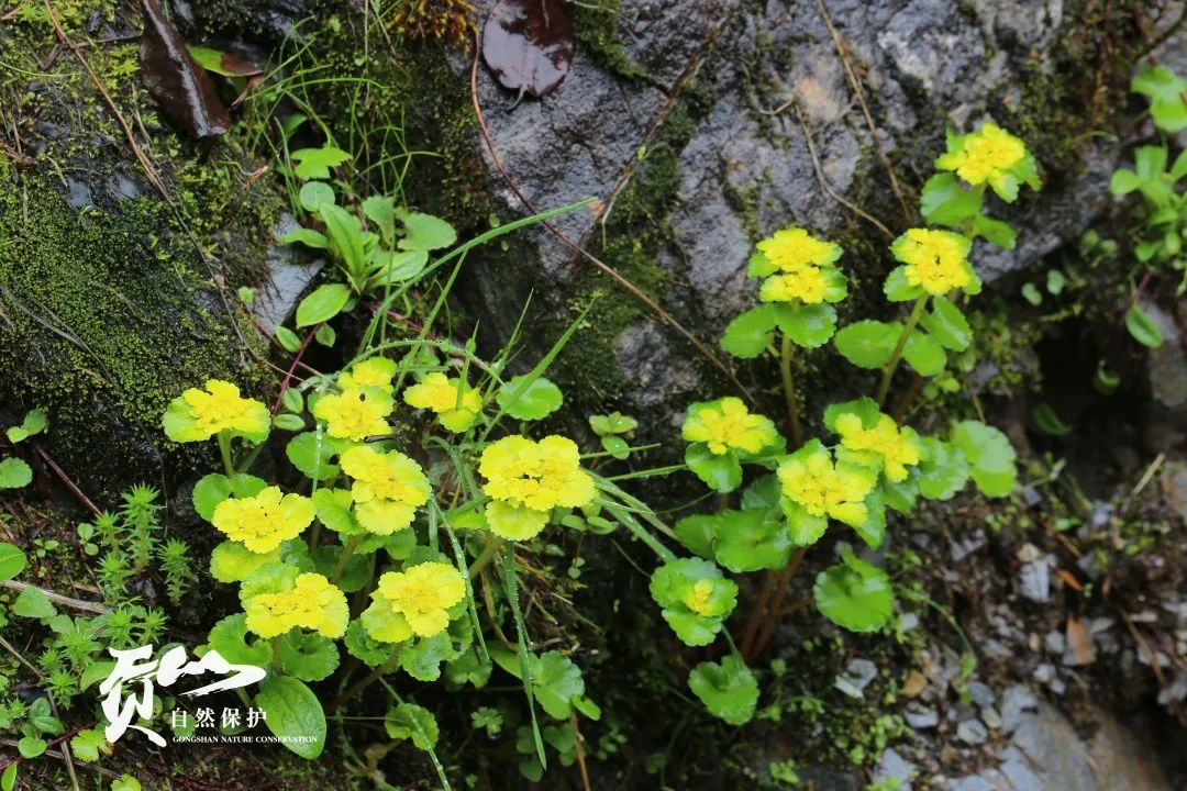 云南广播电视台(微信)