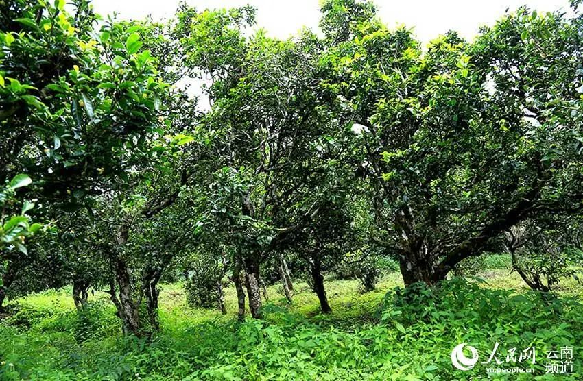 云南广播电视台(微信)