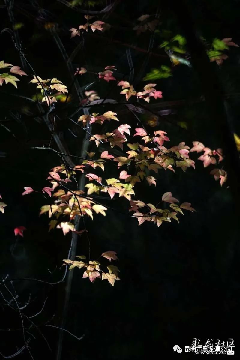 昆明市黑龙潭公园