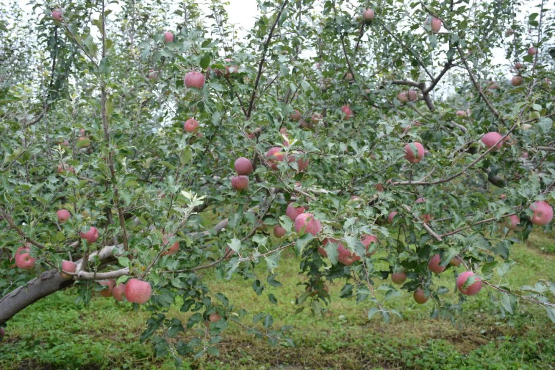 丽江日报(微信)