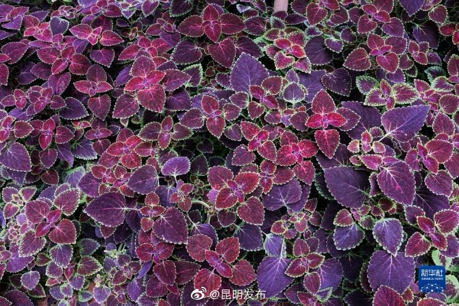 “昆明发布”微博