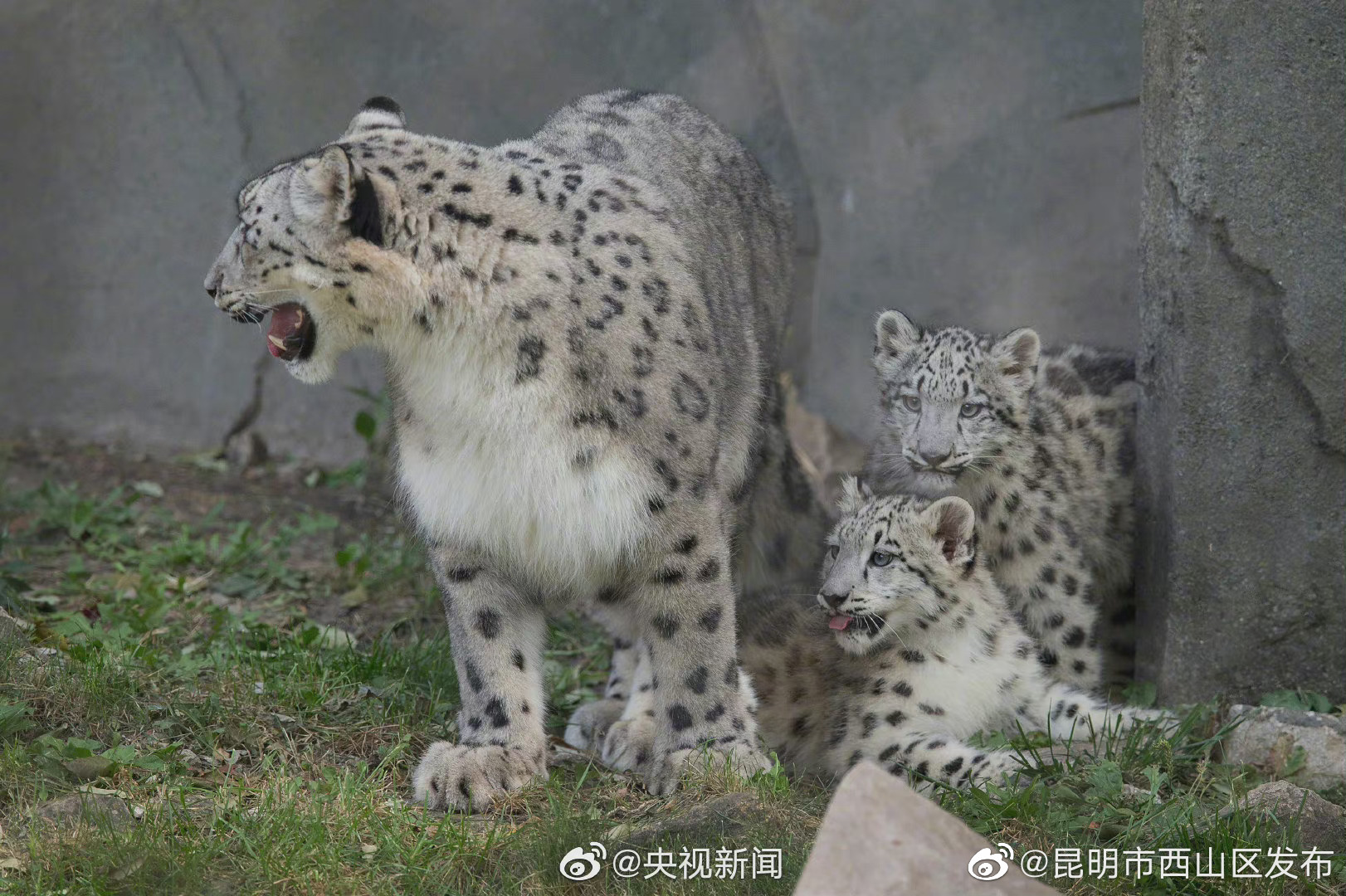 “昆明市西山区发布”微博