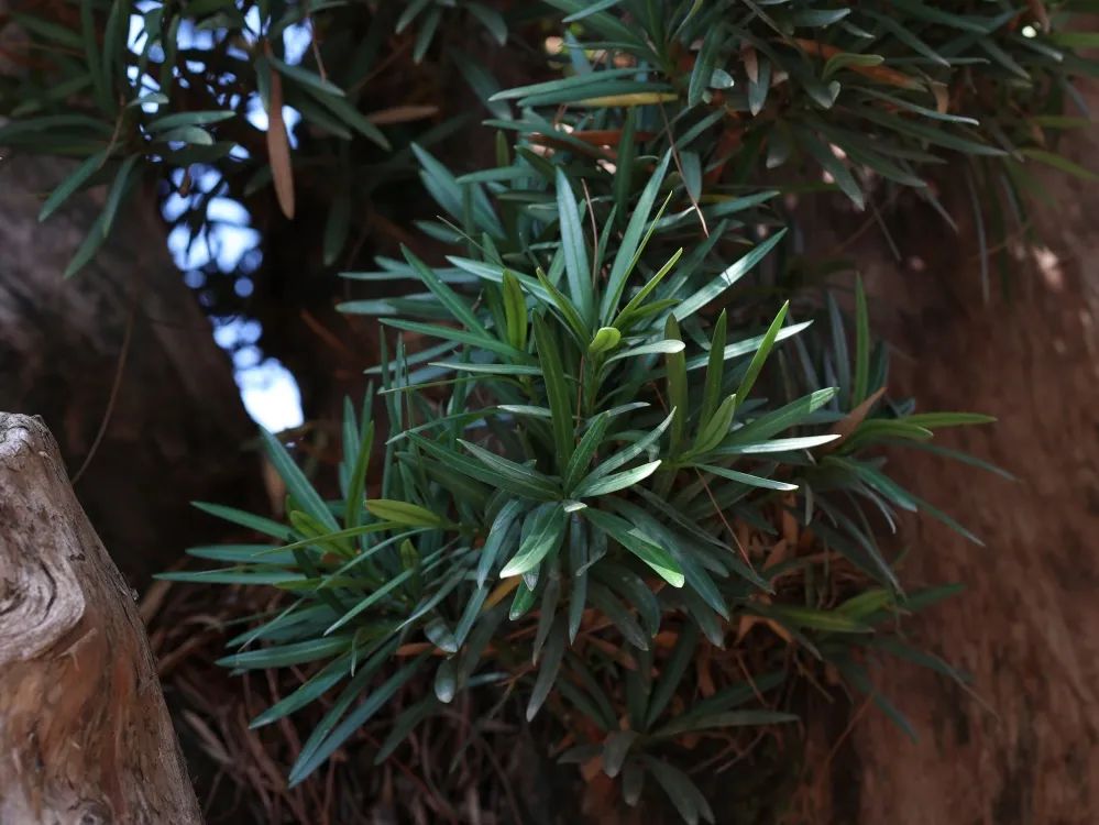 红河文旅(微信)