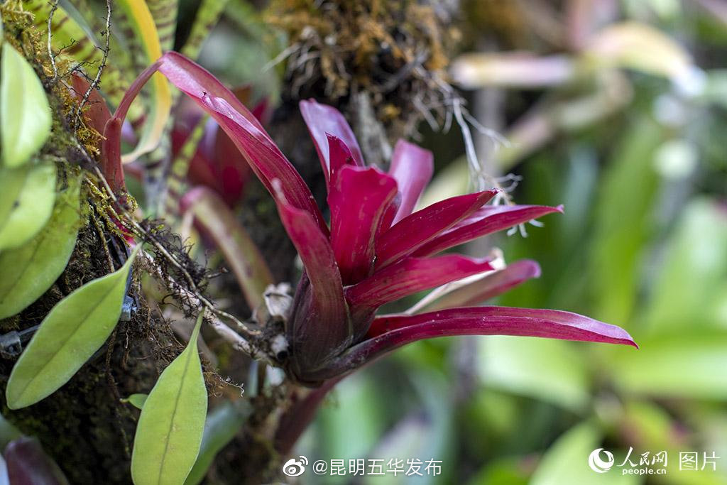 “昆明五华发布”微博