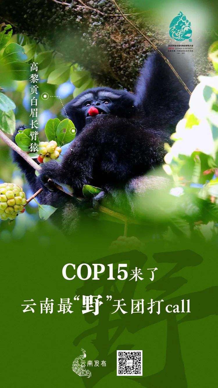 玉溪发布(微信)